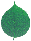 MoEIS Leaf